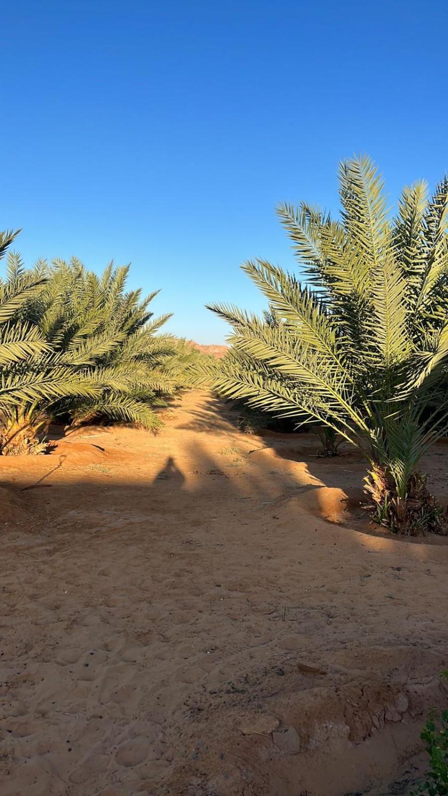 Appartement منتجع إستكنان The Quite 2 à Al-Ula Extérieur photo